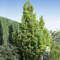 Regal Prince Oak Tree 8 Regal Prince Oak Tree -Plant Seed Store Regal Prince Oak 1