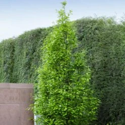 Regal Prince Oak Tree 9 Regal Prince Oak Tree -Plant Seed Store Regal Prince Oak 3