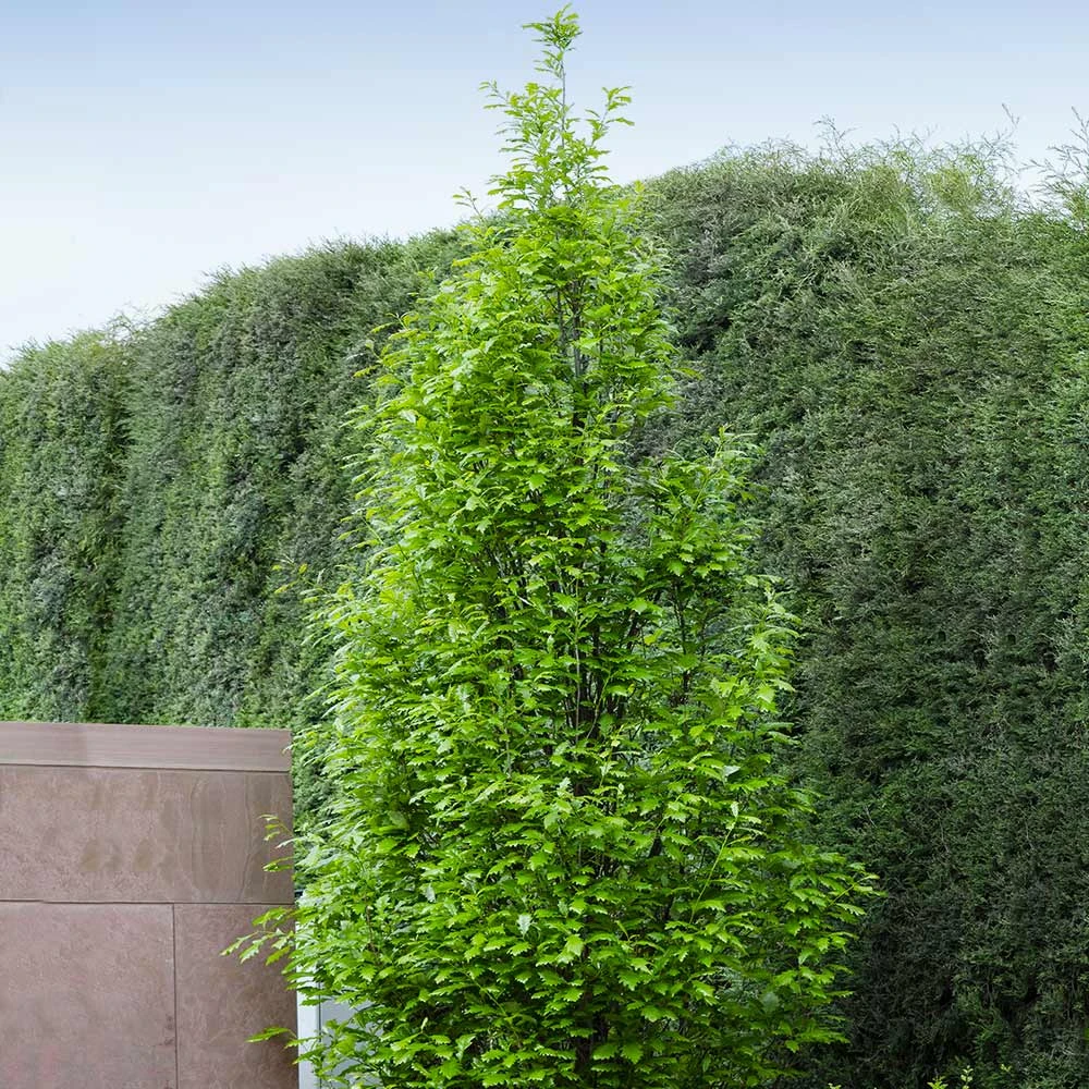 Regal Prince Oak Tree 6 Regal Prince Oak Tree - Image 4