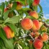 Reliance Peach Tree -Plant Seed Store Reliance Peach Tree FGT 600x600 aba3fd11 2b3b 495c a814 72e144248b0f