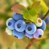Reveille Blueberry Bush 1 Reveille Blueberry Bush -Plant Seed Store Reville Blueberry 600x600 8060a79d 83ac 446b 8626 45e4229f1e3b