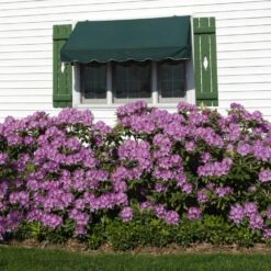 Lavender Rhododendron Shrub -Plant Seed Store Rhododendron Lavender 2 FGT
