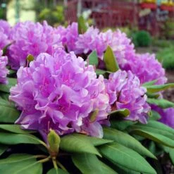 Lavender Rhododendron Shrub -Plant Seed Store Rhododendron Lavender 3 FGT