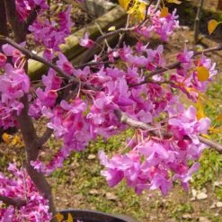 The Rising Sun™ Eastern Redbud Tree -Plant Seed Store Rising Sun Redbud 6