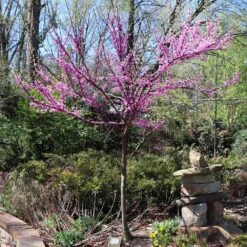 The Rising Sun™ Eastern Redbud Tree -Plant Seed Store Rising Sun Redbud 7
