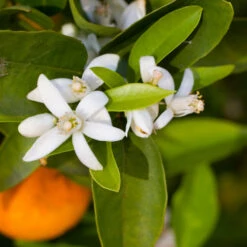 Robertson Navel Orange -Plant Seed Store Robertson Navel Orange 1