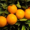 Robertson Navel Orange 1 Robertson Navel Orange -Plant Seed Store Robertson Navel Orange FGT 600x600 a9f66161 ec44 4cfb 838f b40ef8e18604