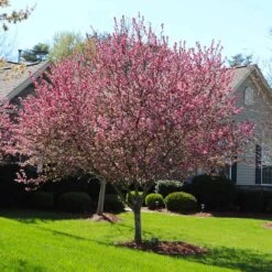 Robinson Crabapple Tree 9 Robinson Crabapple Tree -Plant Seed Store Robinson Crabapple 3 FGT