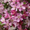 Robinson Crabapple Tree 2 Robinson Crabapple Tree -Plant Seed Store Robinson Crabapple FGT 600x600 f41f8dc6 3a60 4b84 85d7 af52ec68deaa