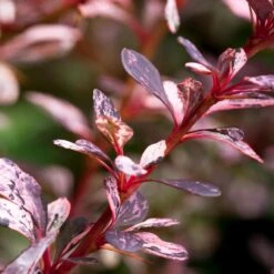 Rose Glow Barberry Shrub -Plant Seed Store Rose GLow Barberry 1 FGT