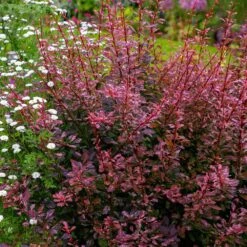 Rose Glow Barberry Shrub -Plant Seed Store Rose GLow Barberry 3 FGT