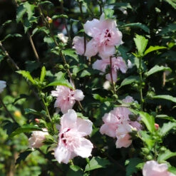 Pink Rose Of Sharon Althea Tree -Plant Seed Store Rose of Sharon Althea 3 FGT