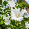 White Rose Of Sharon Althea Tree -Plant Seed Store Rose of Sharon Tree White FGT sinlge 600x600 ce00831d 236e 4a00 ae4d 382b590a5bd4