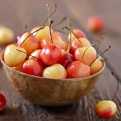 Royal Ann Cherry Tree -Plant Seed Store Royal Ann CHerry Tree 1 FGT