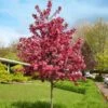 Royal Raindrops® Crabapple Tree -Plant Seed Store Royal Raindrops Crabapple 600x600 d2fb66a7 8df8 4a13 9378 65bf4b5229e8