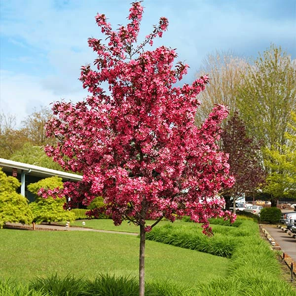 Royal Raindrops® Crabapple Tree 3 Royal Raindrops® Crabapple Tree
