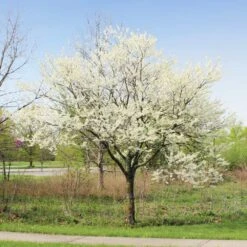 Royal White Redbud Tree 9 Royal White Redbud Tree -Plant Seed Store Royal White Redbud 1