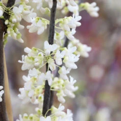 Royal White Redbud Tree 11 Royal White Redbud Tree -Plant Seed Store Royal White Redbud 5 FGT