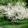 Royal White Redbud Tree -Plant Seed Store Royal White Redbud 600x600 ccd5de23 5283 4e40 b2ae 60b520088a5a