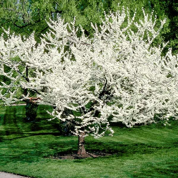 Royal White Redbud Tree 3 Royal White Redbud Tree