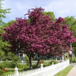Royalty Crabapple Tree -Plant Seed Store Royalty Crabapple 1