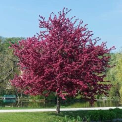 Royalty Crabapple Tree -Plant Seed Store Royalty Crabapple 5 BB