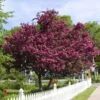 Royalty Crabapple Tree -Plant Seed Store Royalty Crabapple FGT 600x600 d774e7b4 d01c 4958 babc a565dfd4fbc1