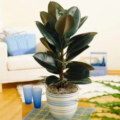 Sunset Hues House Plant Kit -Plant Seed Store Rubber Tree BB 9853f49f 6d2e 4e25 8d11 6abd2adf323a