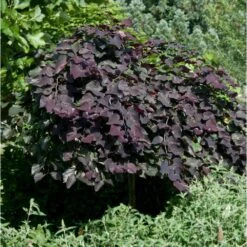 Ruby Falls Redbud Tree -Plant Seed Store Ruby Falls Redbud 1