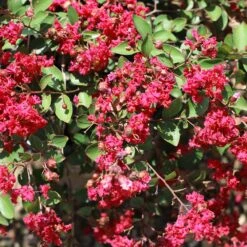 Ruby Prince™ Emerald Empire® Crape Myrtle Tree -Plant Seed Store Ruby Prince Crape Myrtle 1