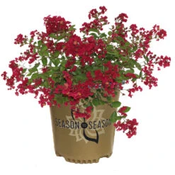 Ruby Prince™ Emerald Empire® Crape Myrtle Tree -Plant Seed Store Ruby Prince Crape Myrtle 2