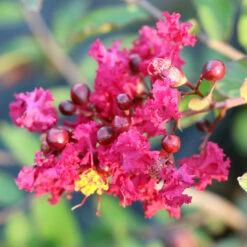 Ruby Prince™ Emerald Empire® Crape Myrtle Tree -Plant Seed Store Ruby Prince Crape Myrtle 3