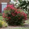 Ruby Prince™ Emerald Empire® Crape Myrtle Tree 2 Ruby Prince™ Emerald Empire® Crape Myrtle Tree -Plant Seed Store Ruby Prince Crape Myrtle 600x600 13ad0d15 815c 4640 a1b0 f727db853f57