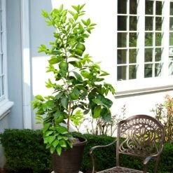 Ruby Red Grapefruit Tree -Plant Seed Store Ruby Red Grapefruit 8