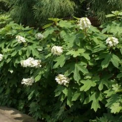 Ruby Slippers Hydrangea Shrub 8 Ruby Slippers Hydrangea Shrub -Plant Seed Store Ruby Slippers Hydrangea 2