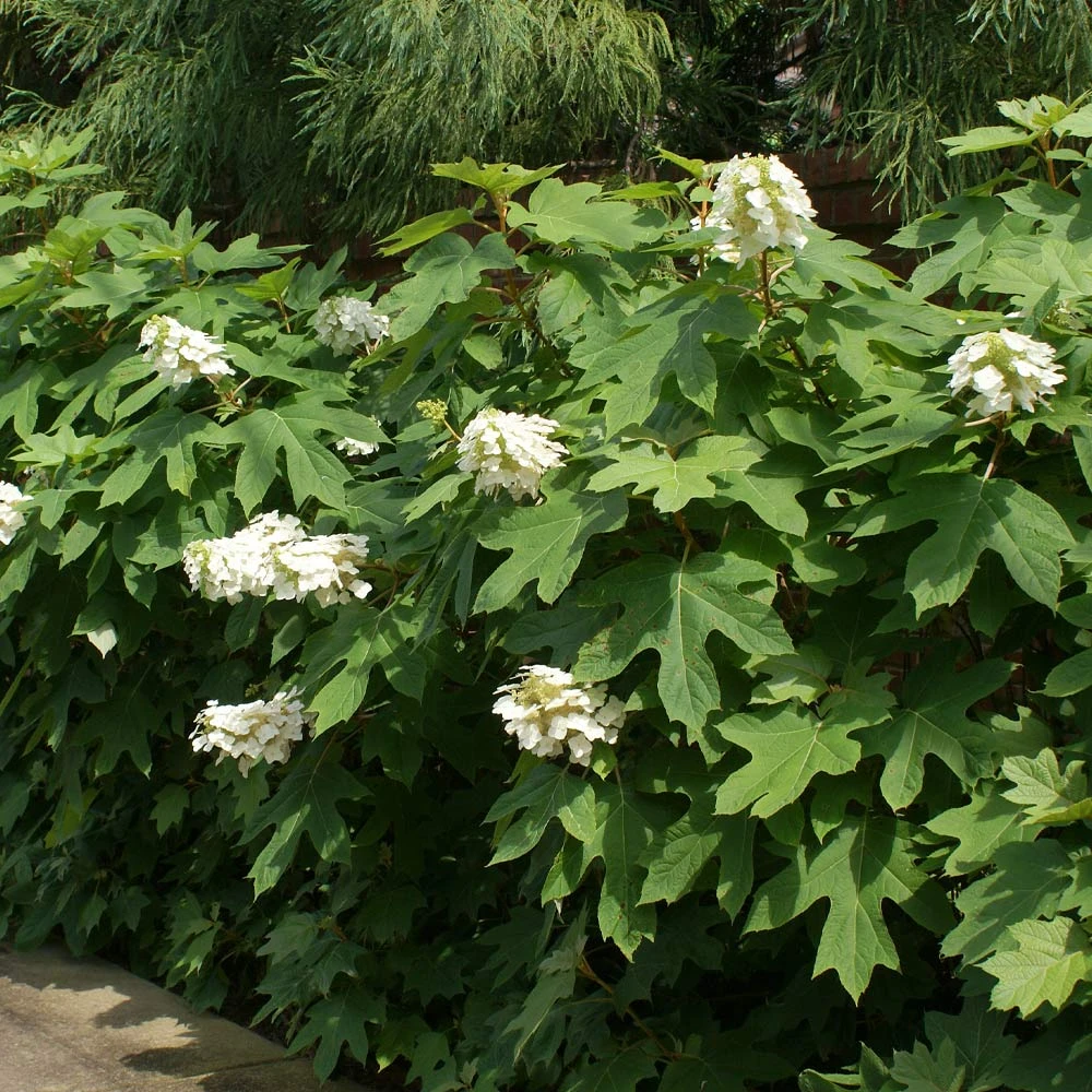 Ruby Slippers Hydrangea Shrub 5 Ruby Slippers Hydrangea Shrub - Image 3