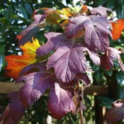 Ruby Slippers Hydrangea Shrub 9 Ruby Slippers Hydrangea Shrub -Plant Seed Store Ruby Slippers Hydrangea 3