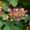 Ruby Slippers Hydrangea Shrub -Plant Seed Store Ruby Slippers Hydrangea 600x600 54daf8be e34c 49ec b8e9 fe136a720aba