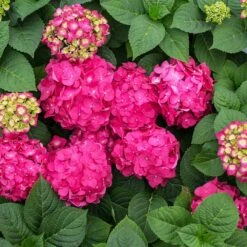 Endless Summer® Summer Crush® Hydrangea -Plant Seed Store SUmmer Crush Endless SUmmer Hydrangea 11 FGT