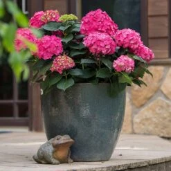 Endless Summer® Summer Crush® Hydrangea -Plant Seed Store SUmmer Crush Endless SUmmer Hydrangea 2