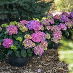 Endless Summer® Summer Crush® Hydrangea -Plant Seed Store SUmmer Crush Endless SUmmer Hydrangea 9 FGT