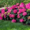 Endless Summer® Summer Crush® Hydrangea -Plant Seed Store SUmmer Crush Endless SUmmer Hydrangea FGT 600x600 0b6c1771 f284 47de aec9 fd3a74118d9a
