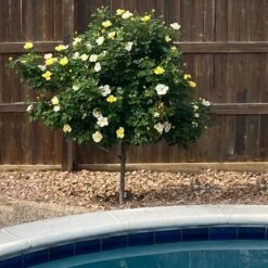 Sunny Knock Out® Rose Tree 8 Sunny Knock Out® Rose Tree -Plant Seed Store SUnny knockout Rose Tree 3