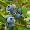 Sunshine Blue Blueberry Bush 2 Sunshine Blue Blueberry Bush -Plant Seed Store SUnshine BLue Blueberry 600x600 098e1864 ee66 427c 8dcd c9654f9f3607