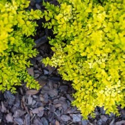 Sunshine Ligustrum Shrub -Plant Seed Store SUnshine Ligustrum 2 FGT