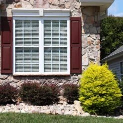 Sunshine Ligustrum Shrub -Plant Seed Store SUnshine Ligustrum 5