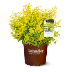 Sunshine Ligustrum Shrub -Plant Seed Store SUnshine Ligustrum 9