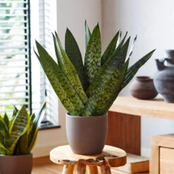 New Apartment House Plant Kit -Plant Seed Store Sansevieria Zeylandica 2 b962a2c6 7794 4c00 bcc0 44626111a514