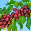 Santina™ Cherry Tree -Plant Seed Store Santina Cherry 600x600 caf47b44 ecab 4d2e 9c6e e460add718f8