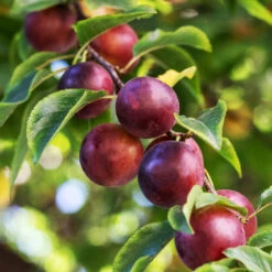 Satsuma Plum Tree -Plant Seed Store Satsuma Plum 1